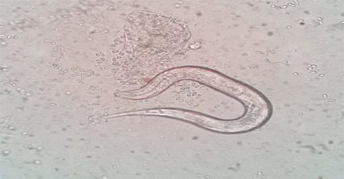 沉睡四萬年的古老生物蘇醒 醫(yī)藥技術(shù)開發(fā)的機(jī)遇與挑戰(zhàn)