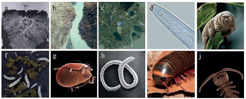 土壤生物體型差異如何驅(qū)動(dòng)地下群落的構(gòu)建與功能